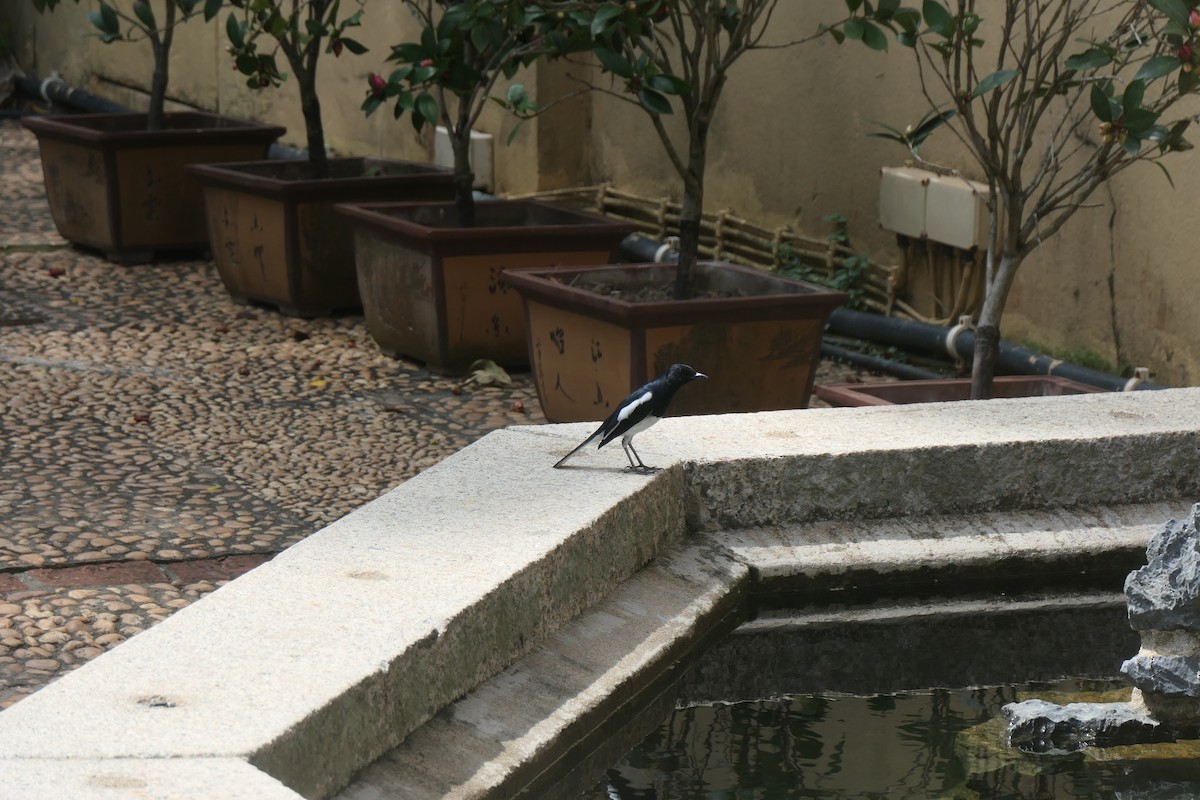 Oriental Magpie-Robin - ML643919071