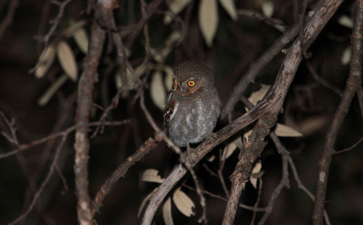 Elf Owl - ML643919073
