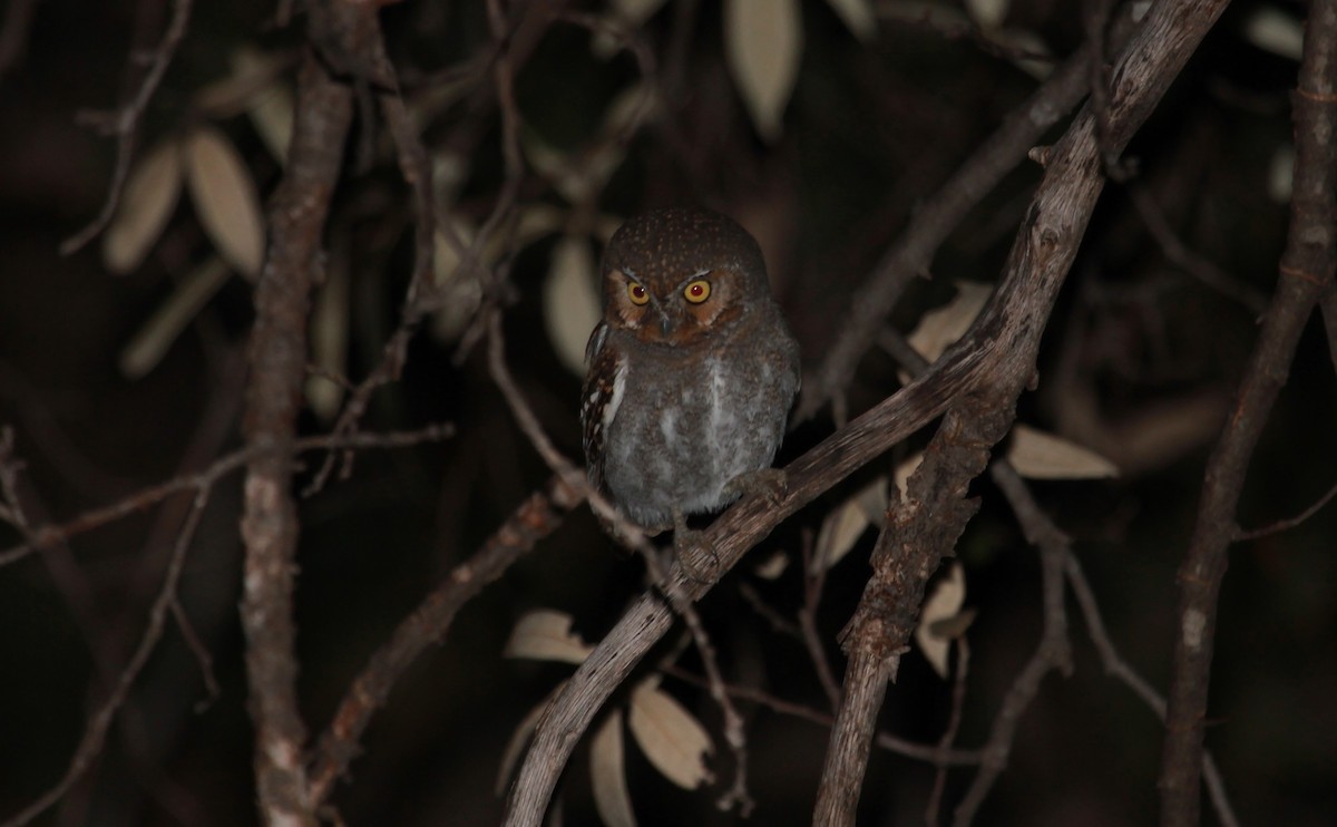 Elf Owl - ML643919074
