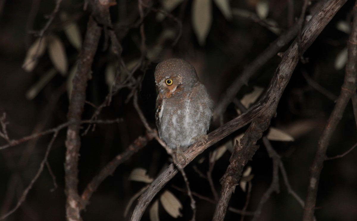 Elf Owl - ML643919075
