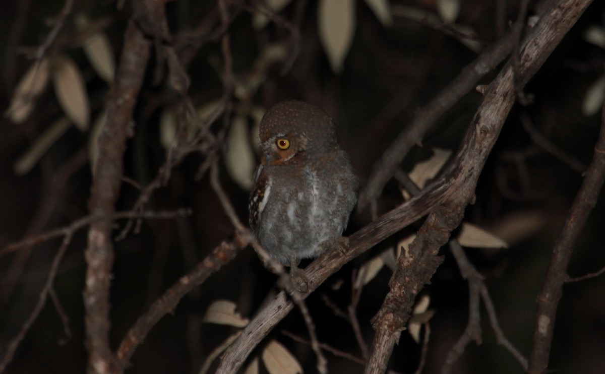 Elf Owl - ML643919076