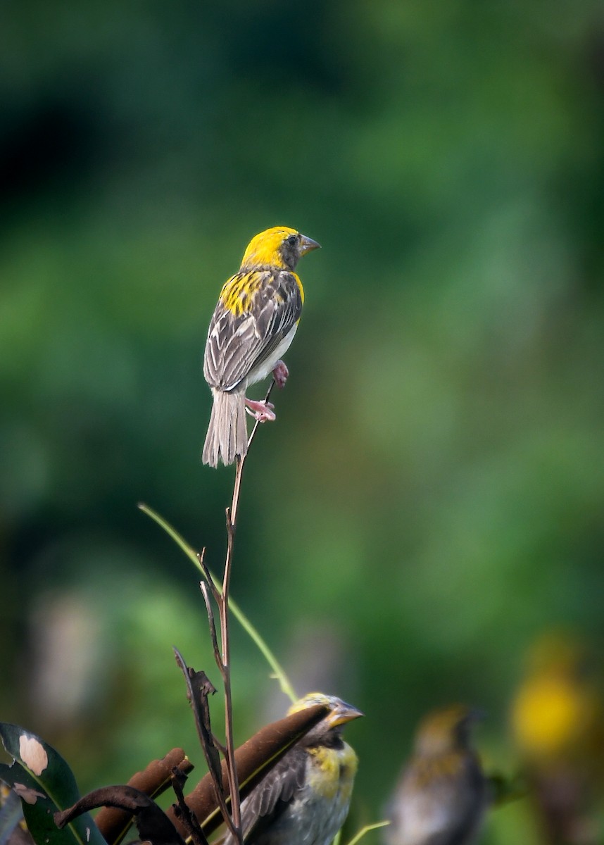 Baya Weaver - ML643919085