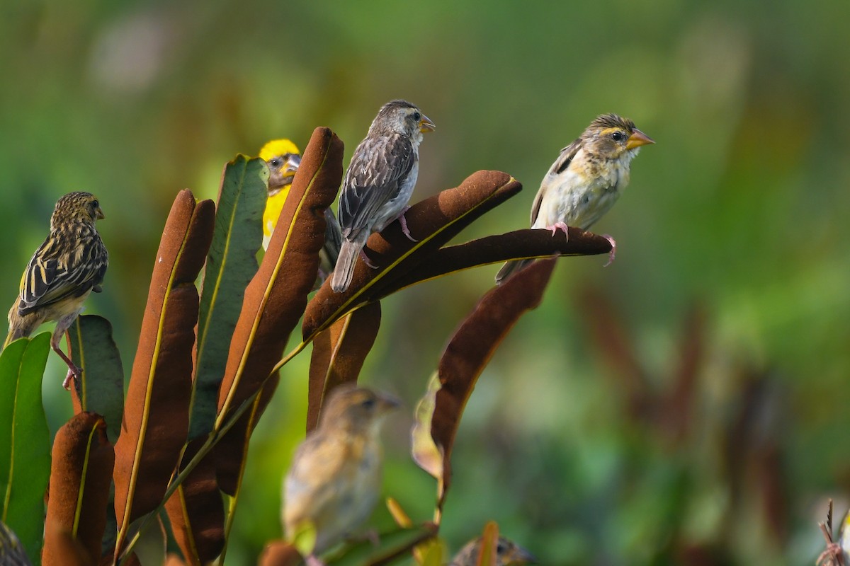 Baya Weaver - ML643919086