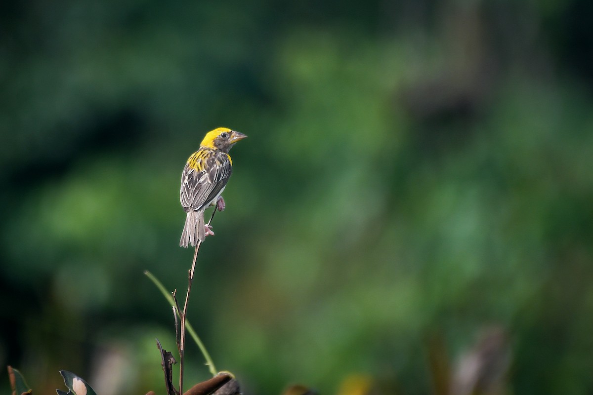 Baya Weaver - ML643919087