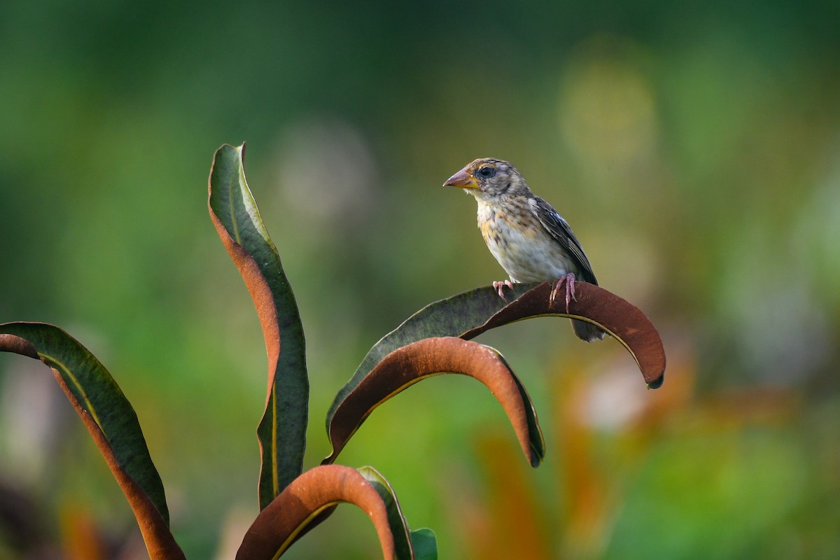 Baya Weaver - ML643919089
