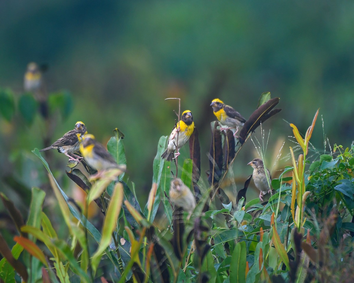 Baya Weaver - ML643919090