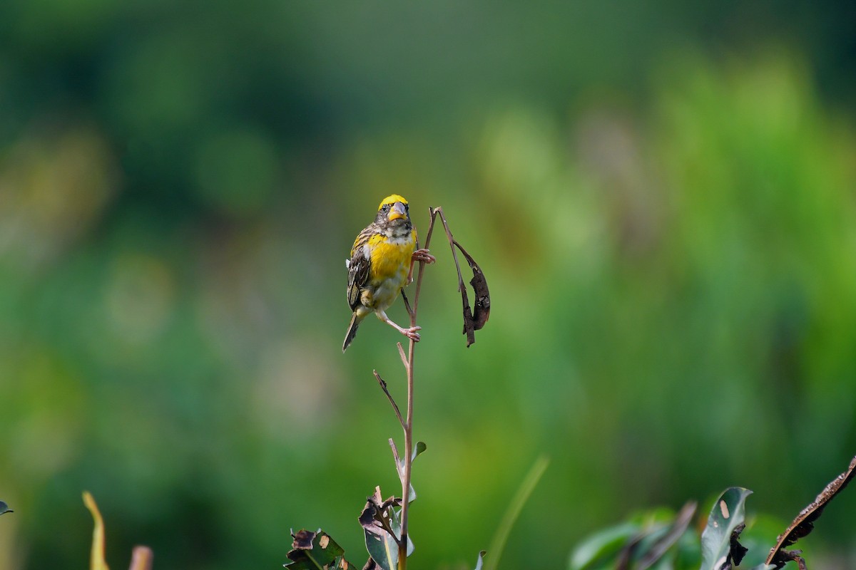 Baya Weaver - ML643919091