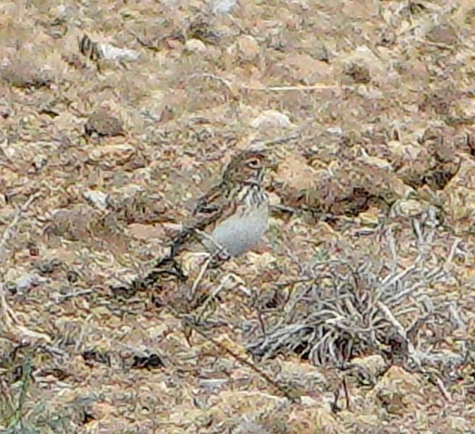 Mediterranean Short-toed Lark - ML643919097