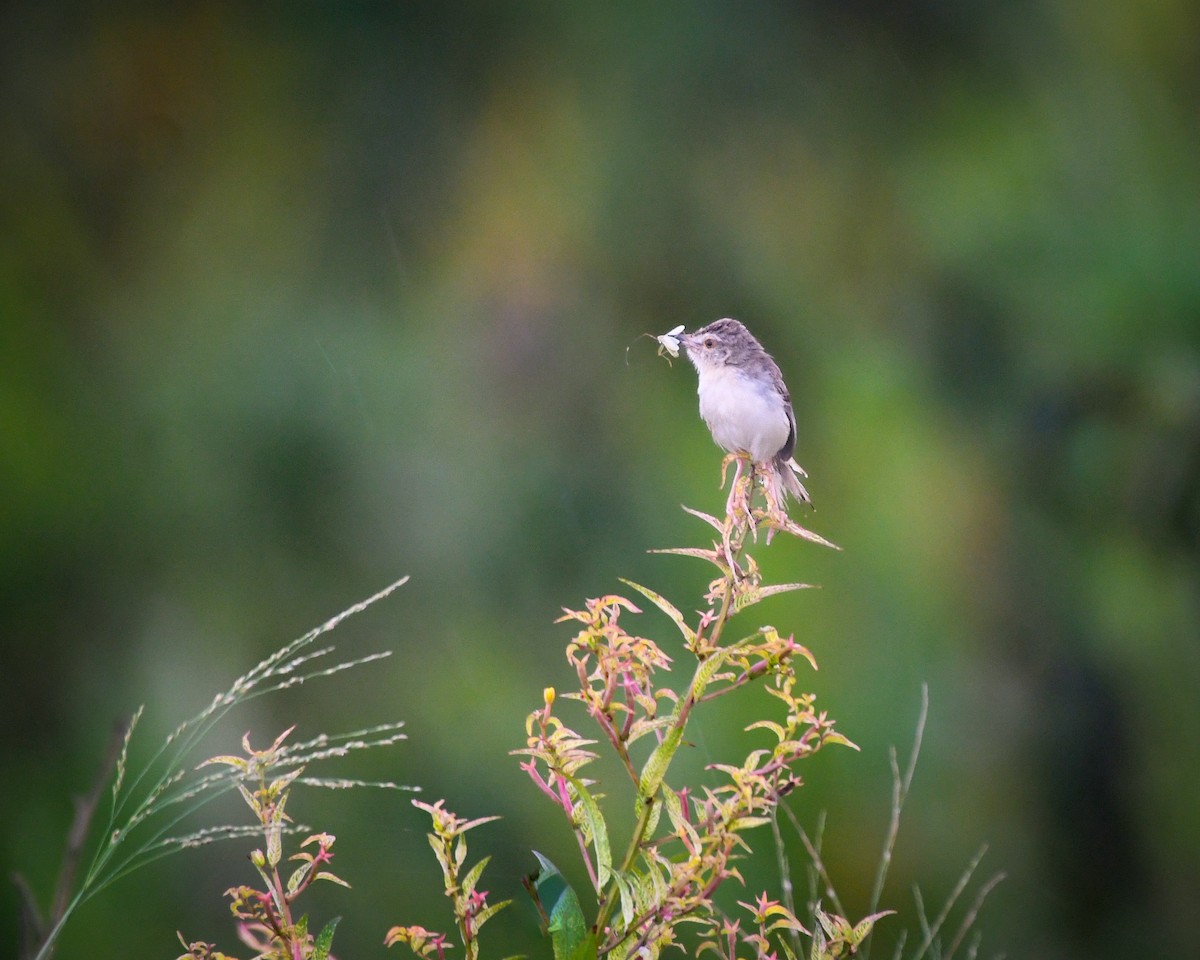Plain Prinia - ML643919104