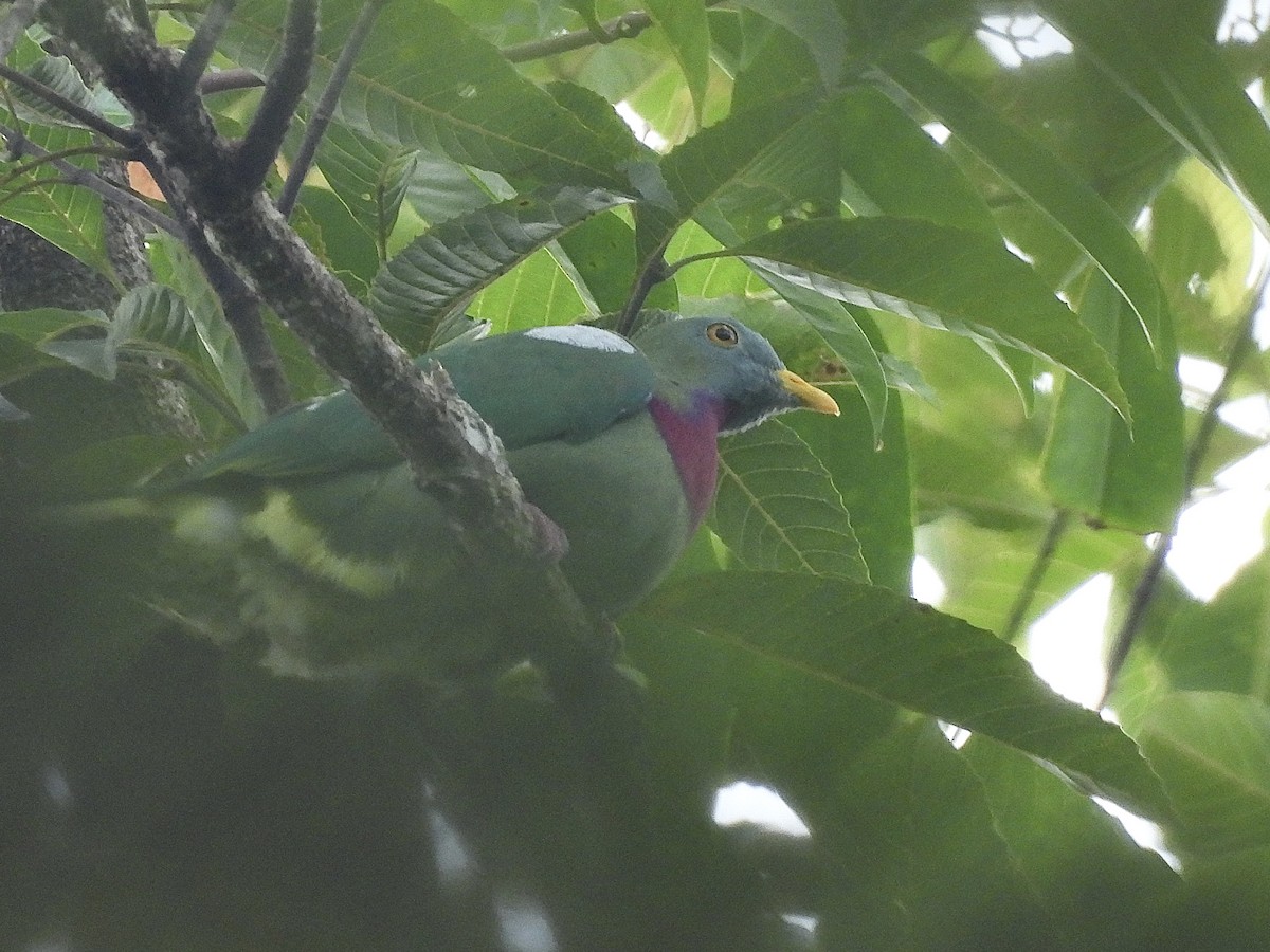 Claret-breasted Fruit-Dove - ML643919105
