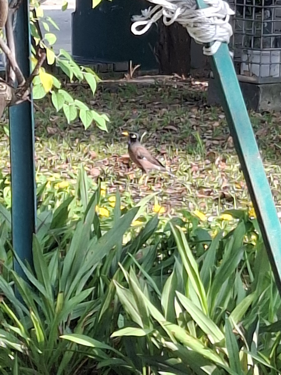 Common Myna - ML643919112