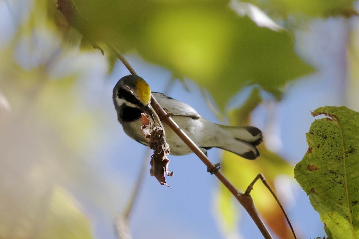 Golden-winged Warbler - ML643919119