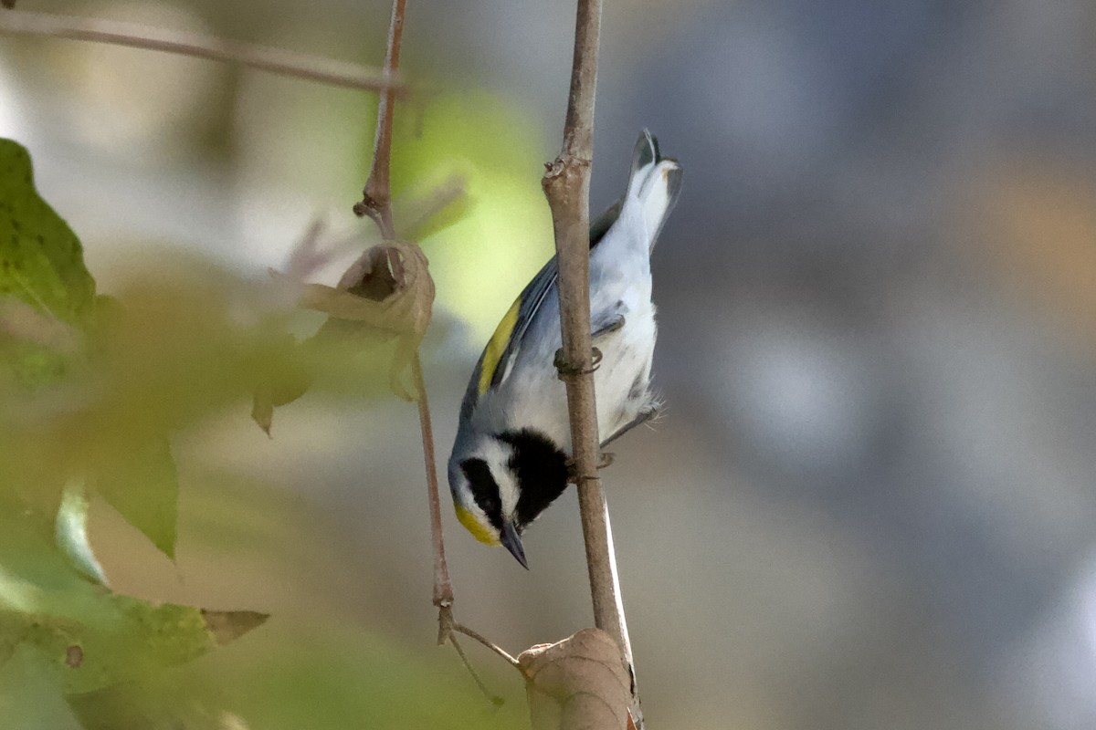 Golden-winged Warbler - ML643919120