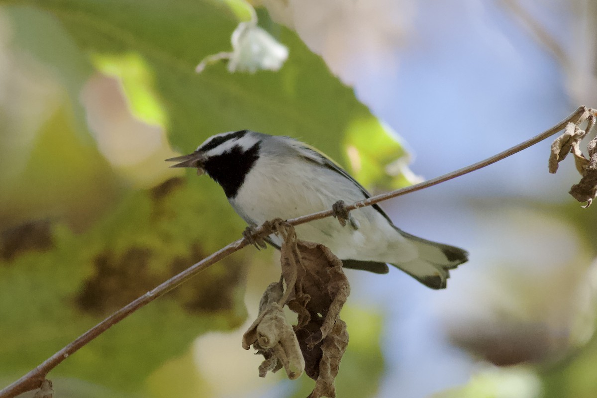 Golden-winged Warbler - ML643919121