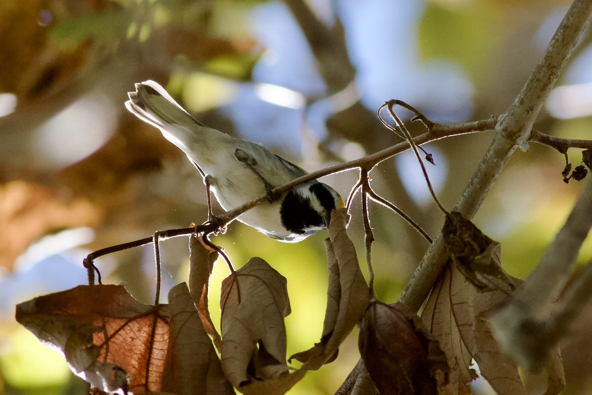 Golden-winged Warbler - ML643919122