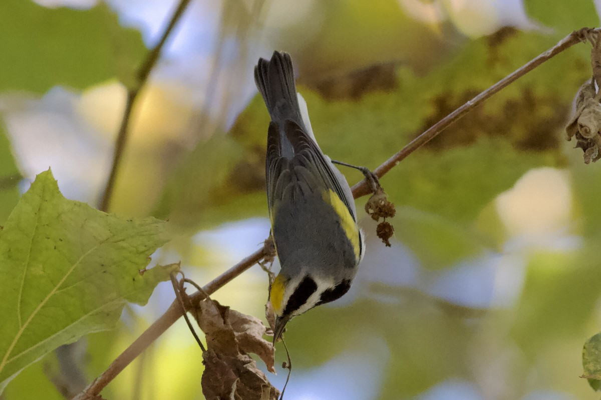 Golden-winged Warbler - ML643919123