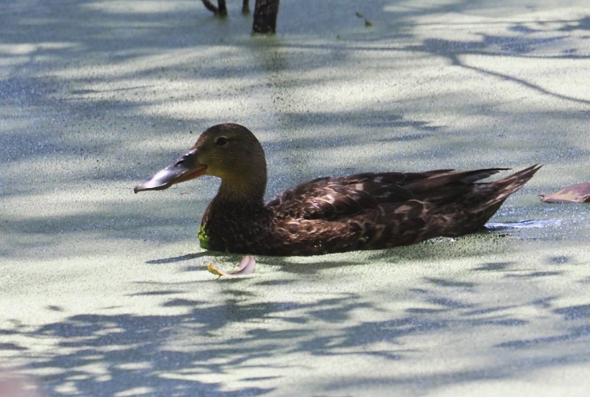 Australasian Shoveler - ML643919126