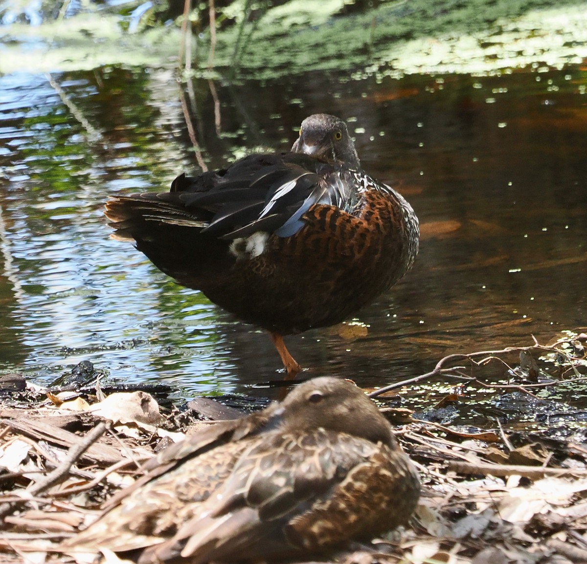Australasian Shoveler - ML643919127
