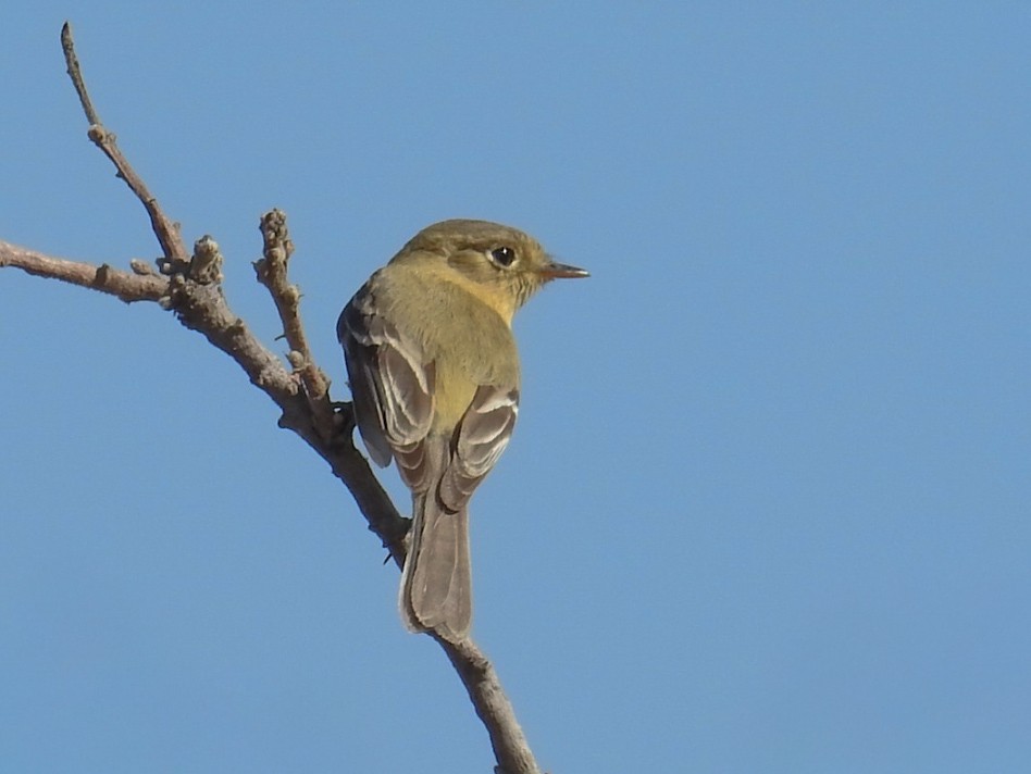 Buff-breasted Flycatcher - ML643919152
