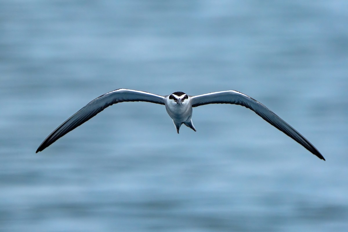 Bridled Tern - ML643919176