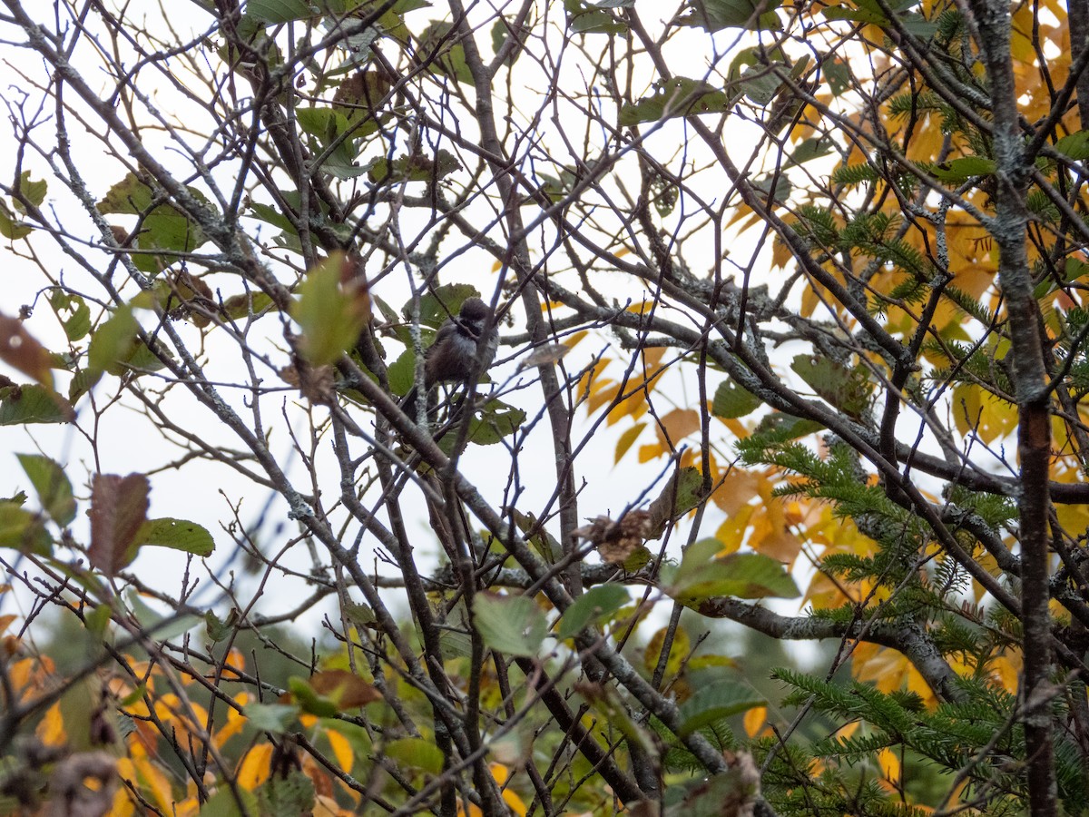 Boreal Chickadee - ML643919182