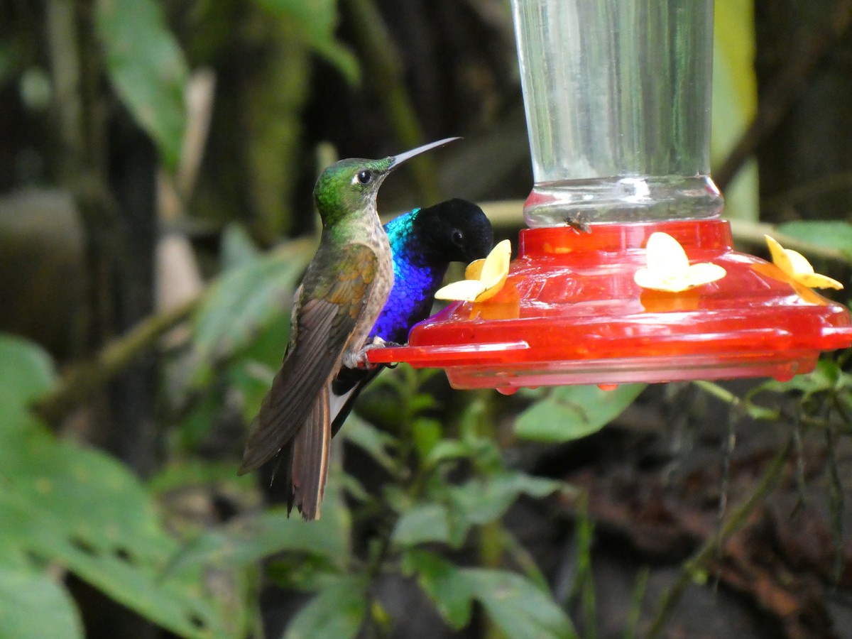 Fawn-breasted Brilliant - ML643919183