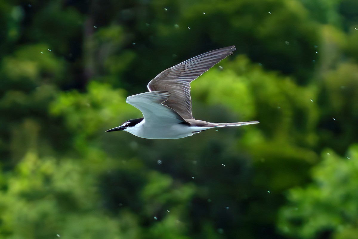 Bridled Tern - ML643919185