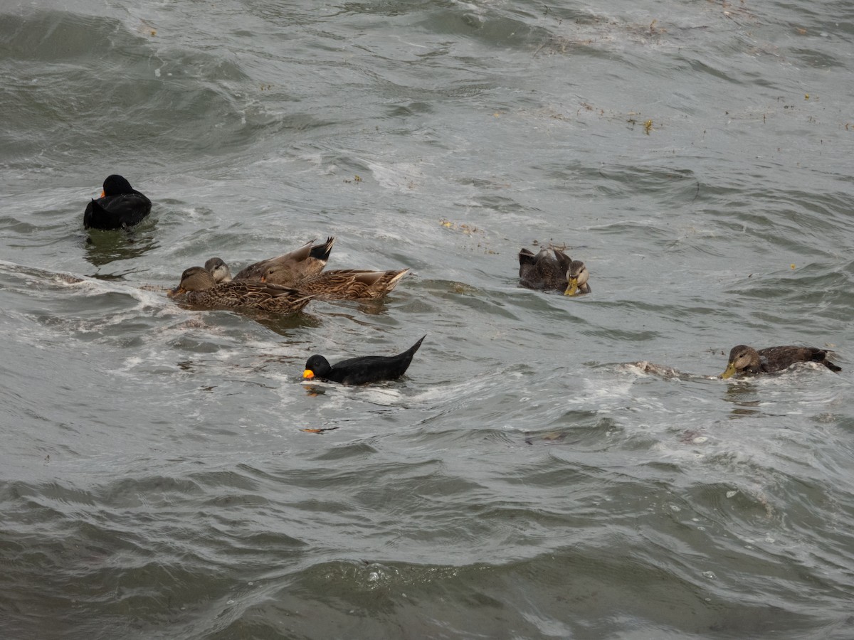 Зэрлэг нугас - ML643919187