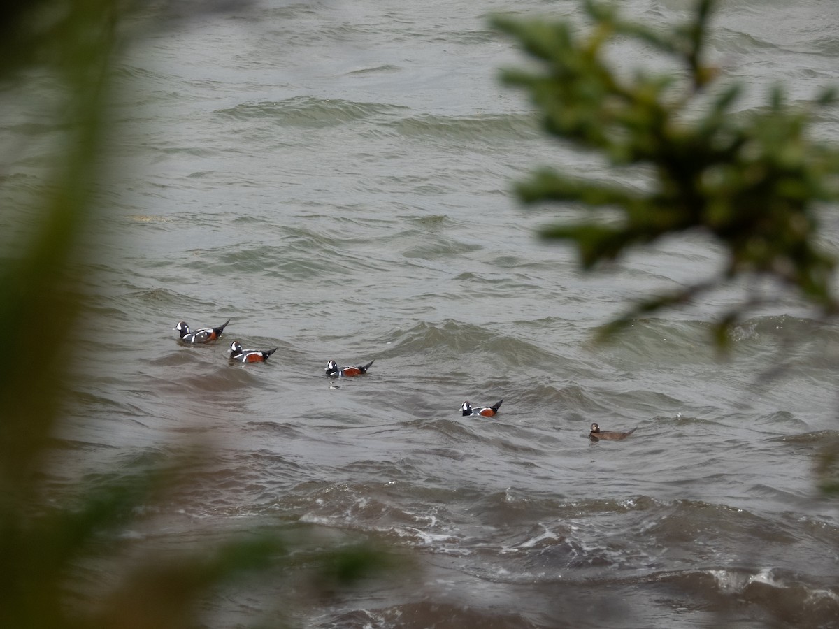 Хотгуужин чөрх - ML643919194