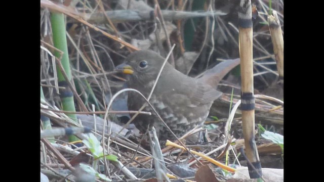 Fox Sparrow - ML643919201