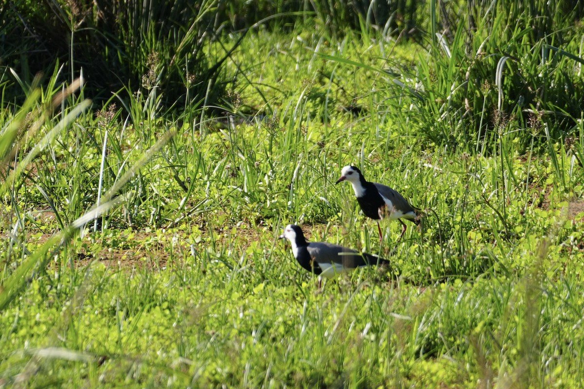 Long-toed Lapwing - ML643919202