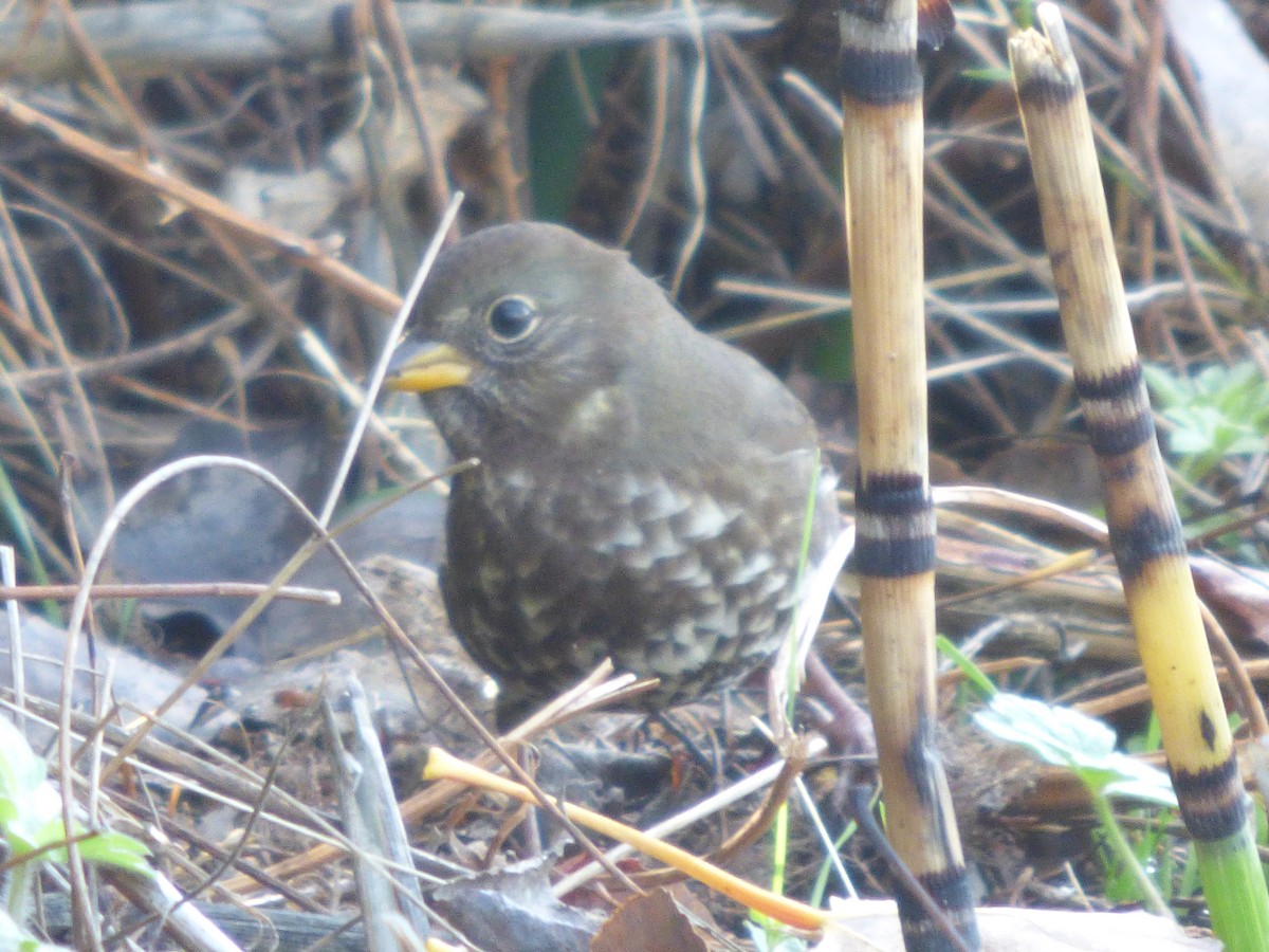 Fox Sparrow - ML643919206