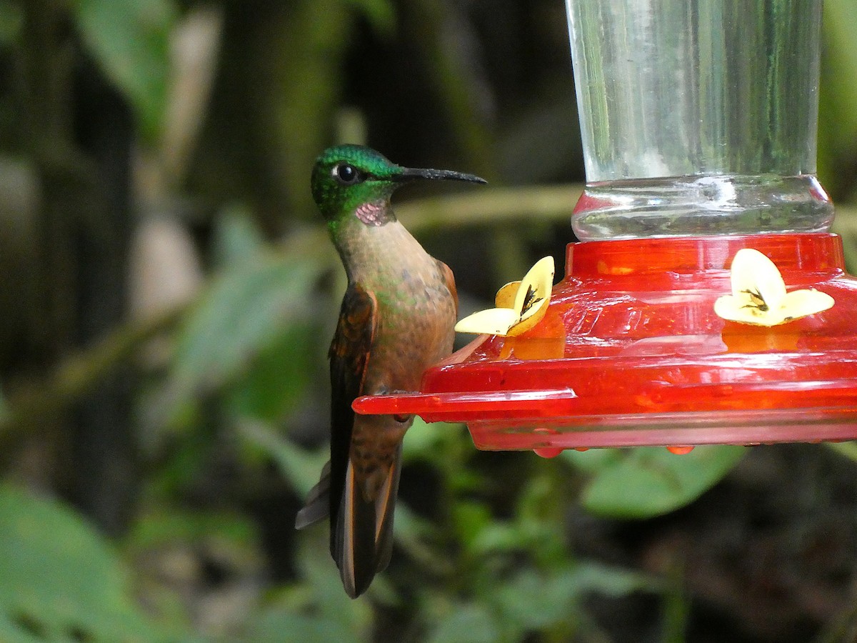 Fawn-breasted Brilliant - ML643919215