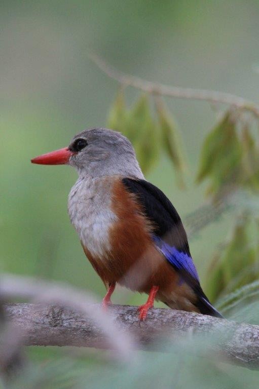 Alción Cabeciblanco - ML643919221