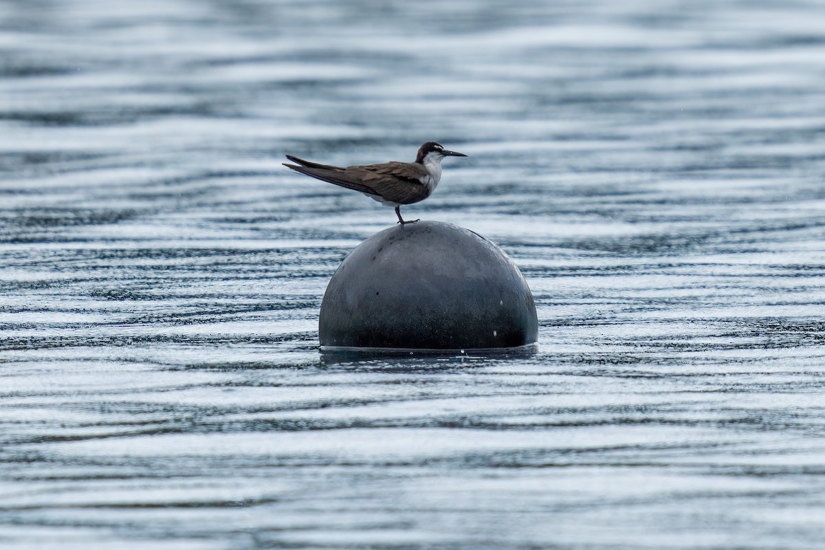 Bridled Tern - ML643919255