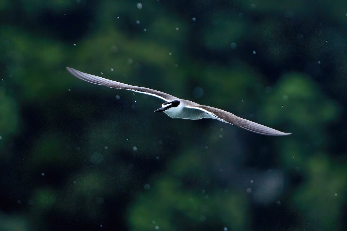 Bridled Tern - ML643919257