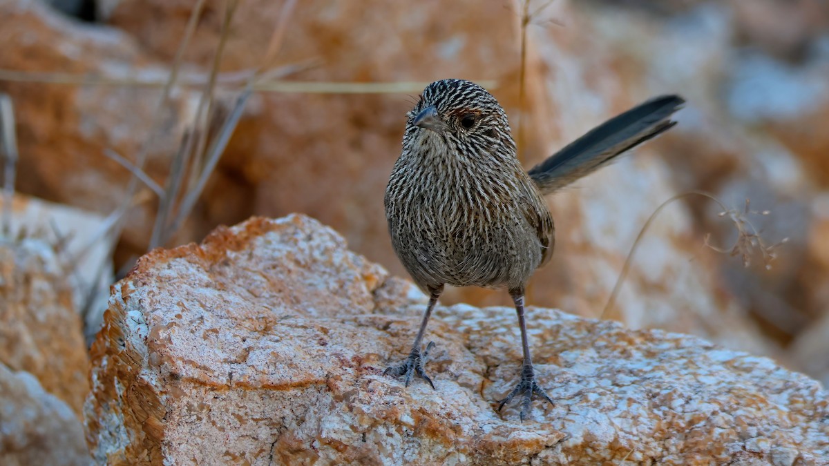 trávníček kalkatungský - ML643919264