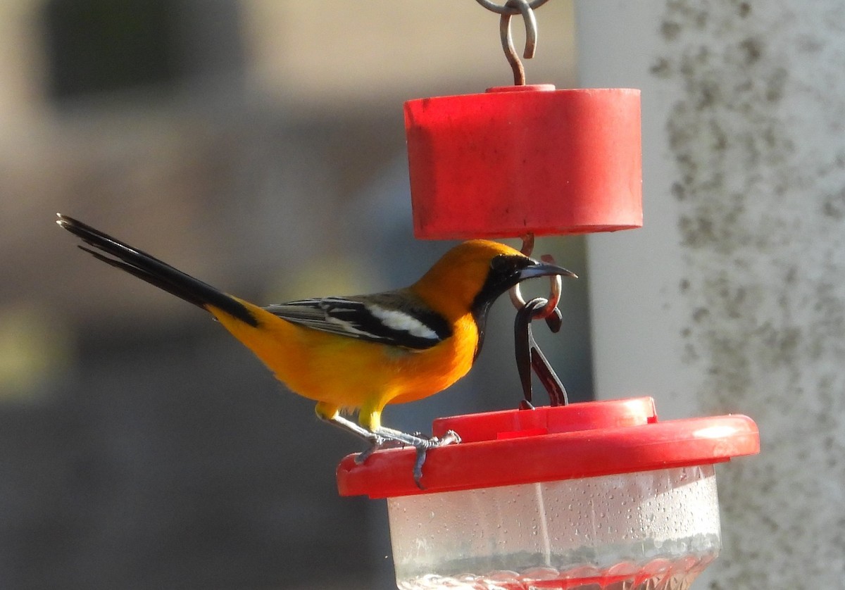 Hooded Oriole - ML643919269