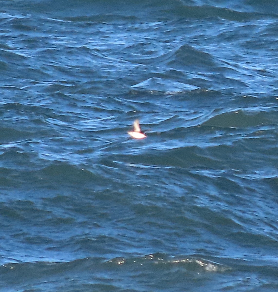 Пижик короткодзьобий - ML643919272