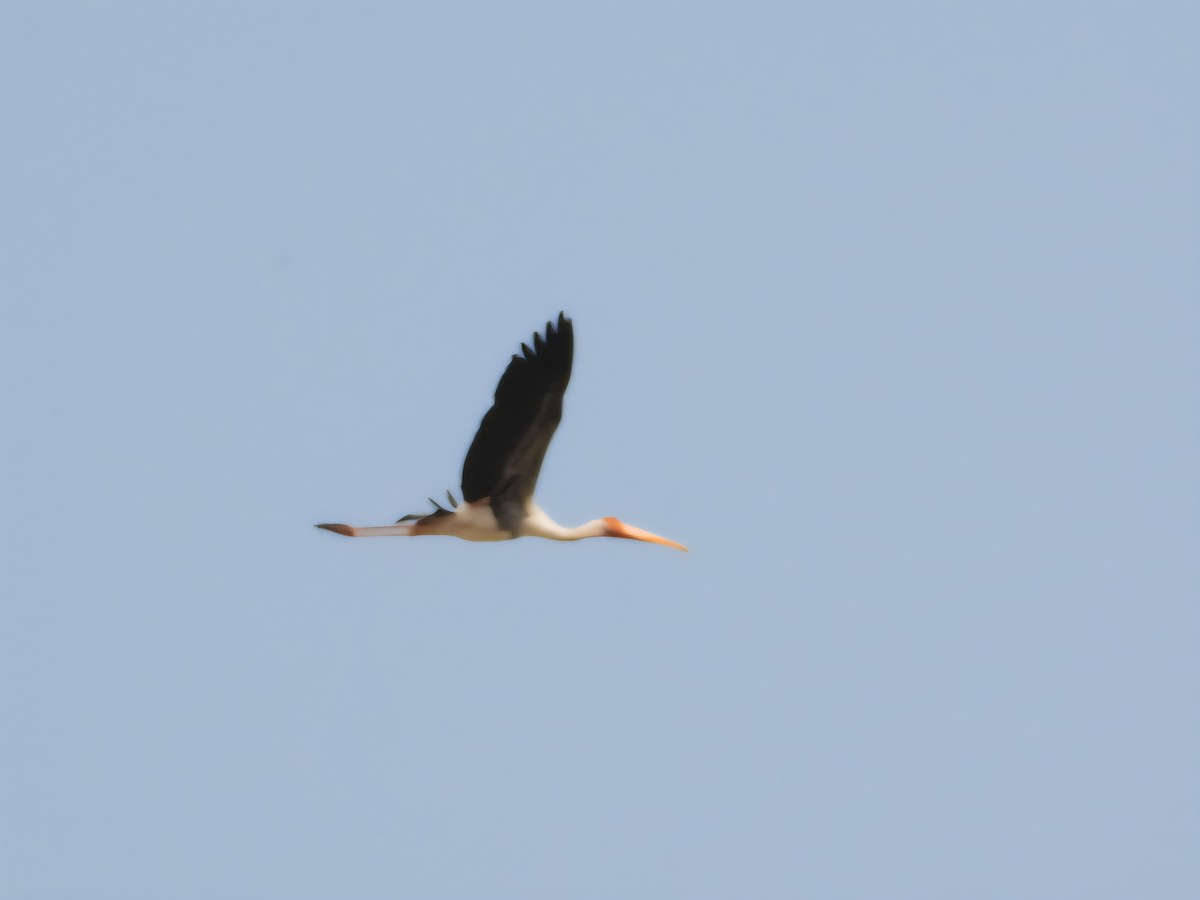Painted Stork - ML643919273