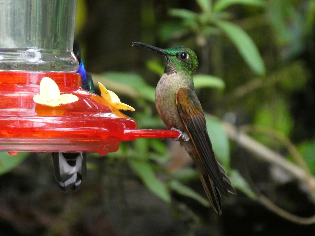 Fawn-breasted Brilliant - ML643919274