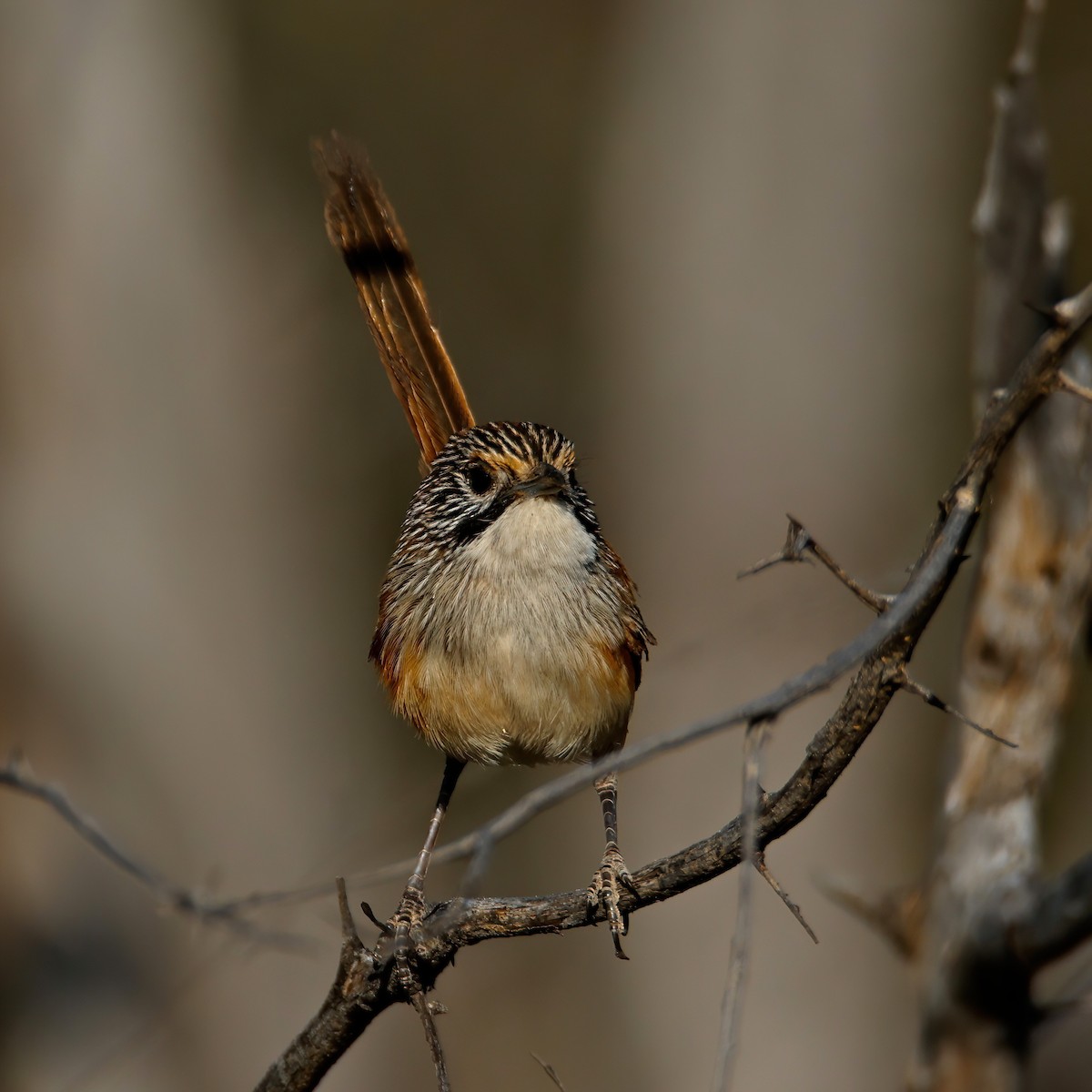 trávníček opaltonský - ML643919276