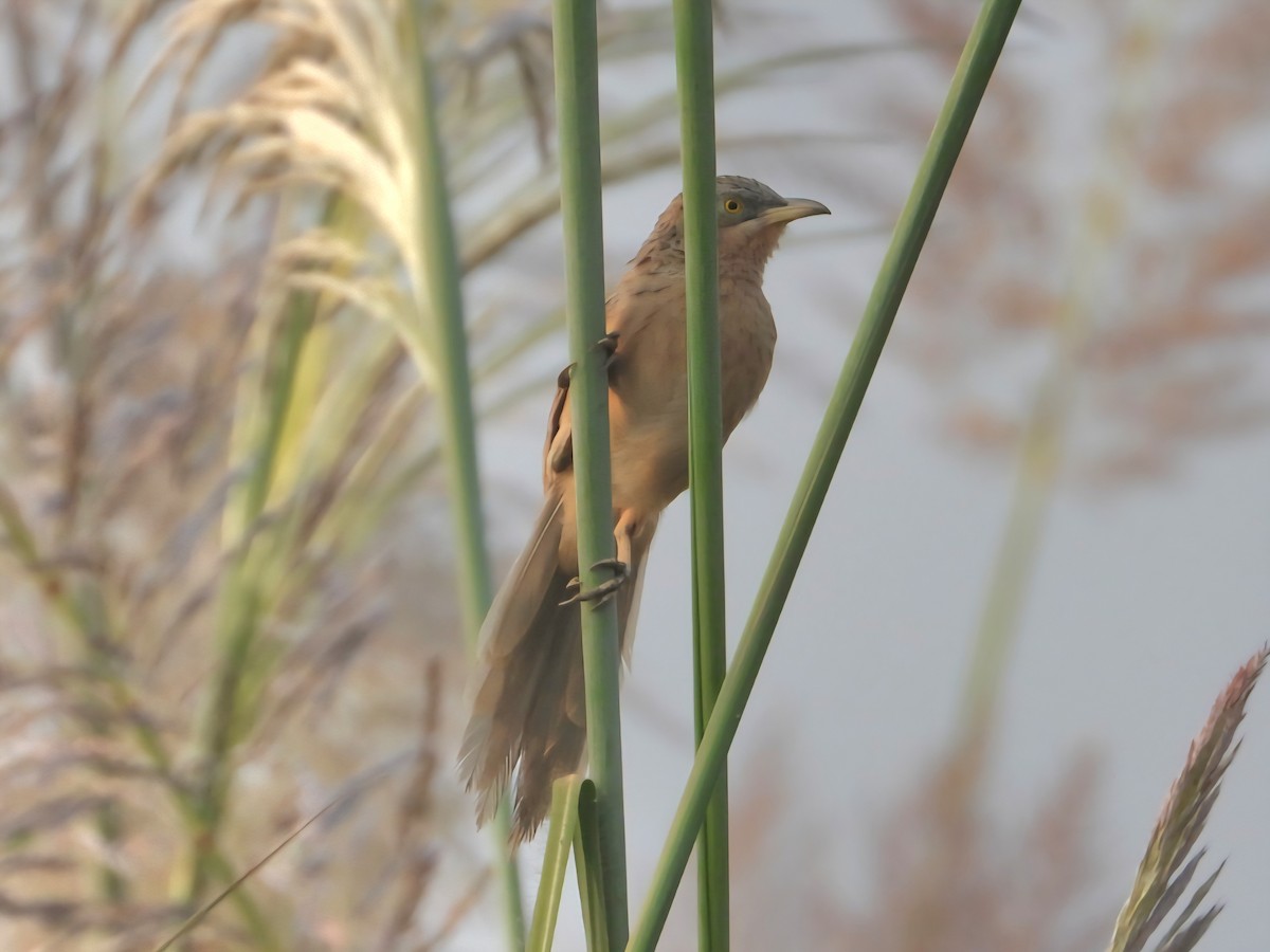 Кратеропа смугастоголова - ML643919291