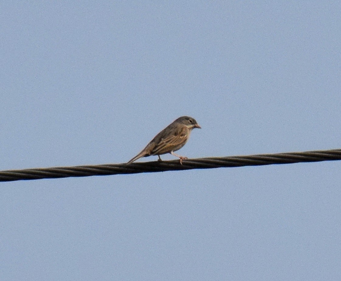 Gray-necked Bunting - ML643919299