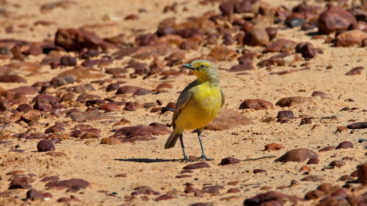 Gibberbird - ML643919303