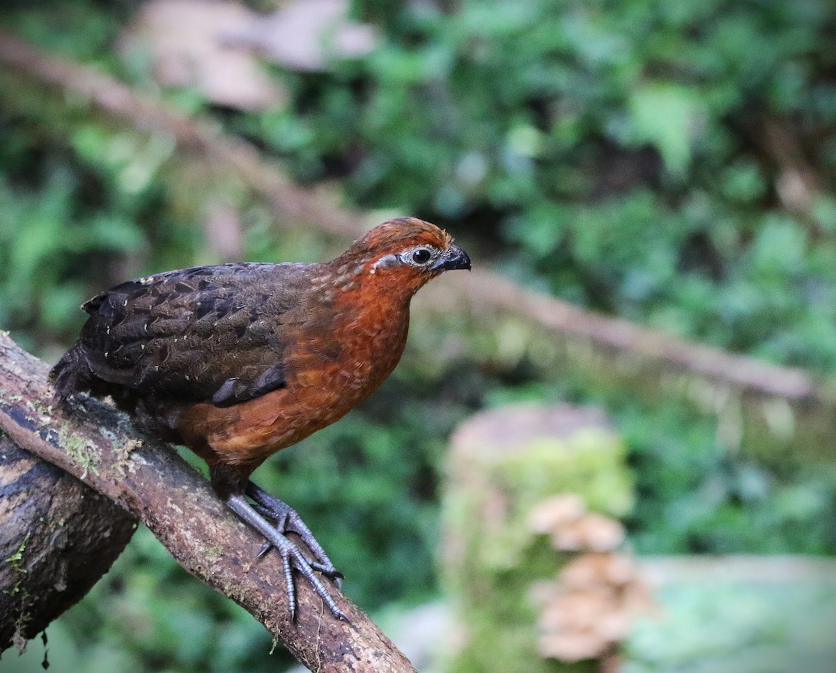 Chestnut Wood-Quail - ML643919314