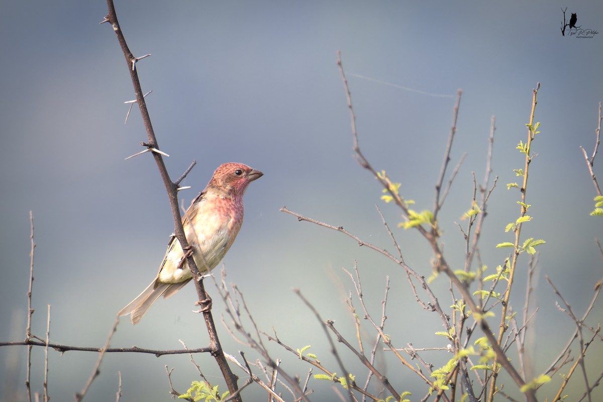 Common Rosefinch - ML643919321