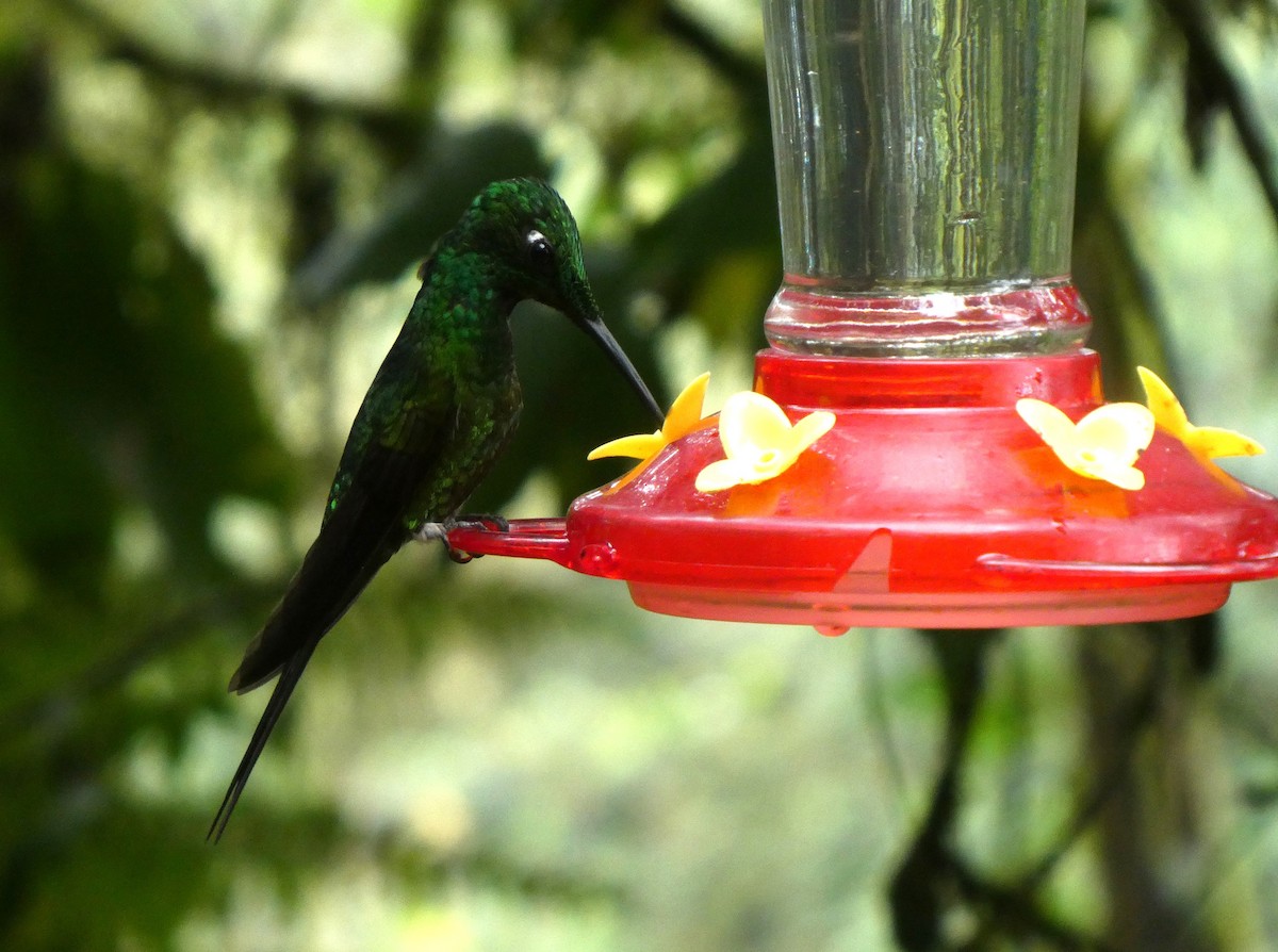 İmparator Pırıltı - ML643919334