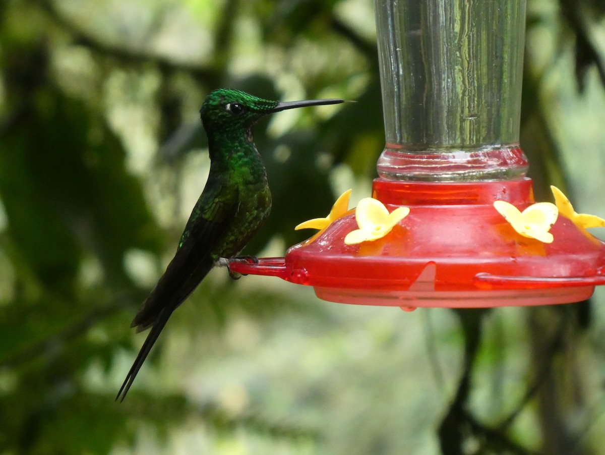 İmparator Pırıltı - ML643919335