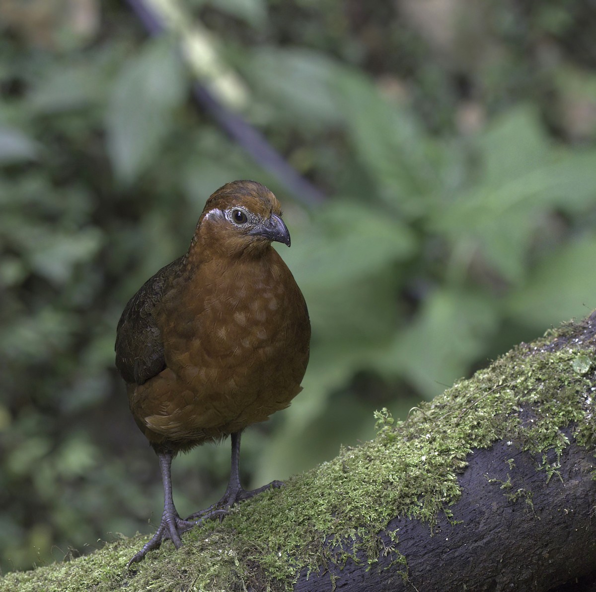 Chestnut Wood-Quail - ML643919345